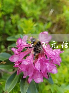 2万元信用卡逾期二个月了怎么办