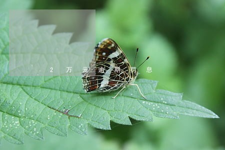 2万元逾期罚息