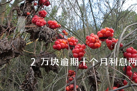 2万块逾期十个月利息两千多 2万块逾期十个月利息两千多