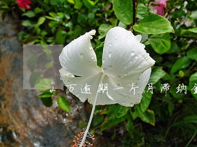 2万逾期一个月滞纳金