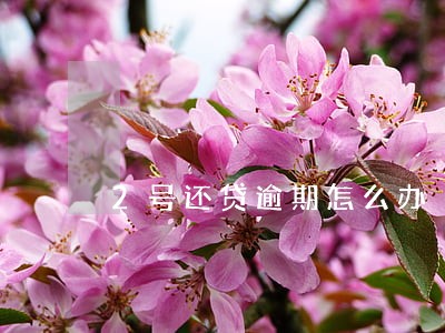 2号还贷逾期怎么办 2号还贷逾期怎么办