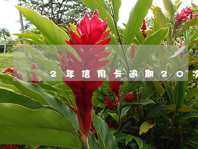 2年信用卡逾期20次