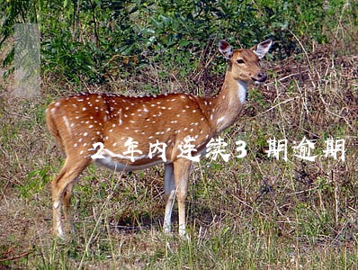 2年内连续3期逾期 2年内连续3期逾期