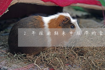 2年报逾期未申报滞纳金怎么计算