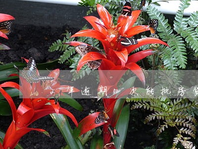 2年逾期5次能批房贷吗 2年逾期5次能批房贷吗