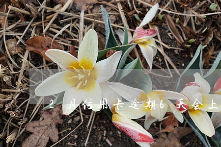 2月信用卡逾期6天会上征信吗 2月信用卡逾期6天会上征信吗