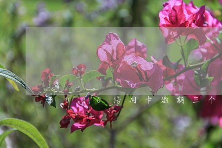 3000信用卡逾期三个月