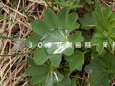 300花呗逾期一年有多少利息 300花呗逾期一年有多少利息