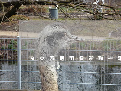 30万信用卡逾期一年利息