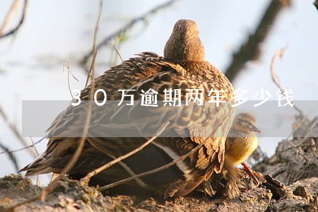 30万逾期两年多少钱 30万逾期两年多少钱