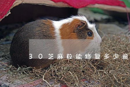 30芝麻粒能修复多少逾期