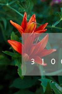 31000额度逾期3个月 31000额度逾期3个月
