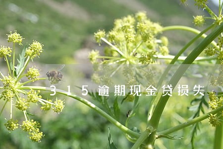 315逾期现金贷损失 315逾期现金贷损失