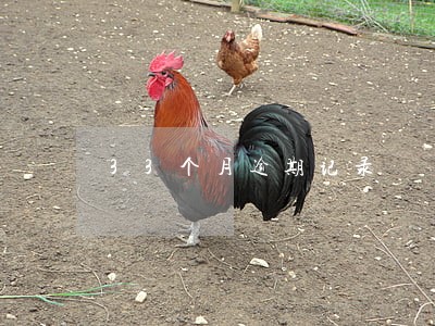 33个月逾期记录 33个月逾期记录