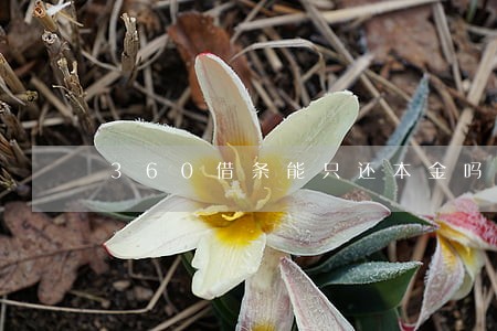 360借条能只还本金吗 360借条能只还本金吗