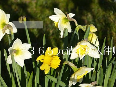 365元请个私人律师 365元请个私人律师