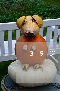 39岁律师骑马从新疆回福建老家 39岁律师骑马从新疆回福建老家