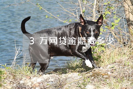3万网贷逾期费多少 3万网贷逾期费多少