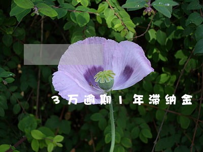 3万逾期1年滞纳金 3万逾期1年滞纳金