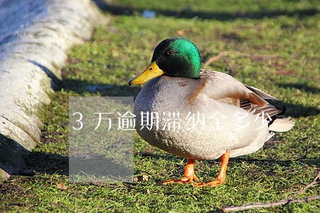 3万逾期滞纳金多少 3万逾期滞纳金多少