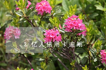 3亿人信用卡逾期 3亿人信用卡逾期