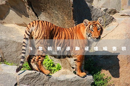 3年前有逾期征信报告可看到吗 3年前有逾期征信报告可看到吗