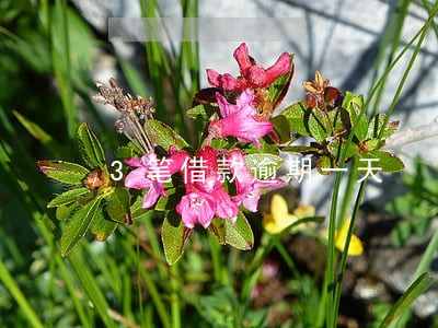 3笔借款逾期一天 3笔借款逾期一天
