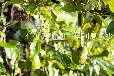 40万逾期一年利息多少 40万逾期一年利息多少