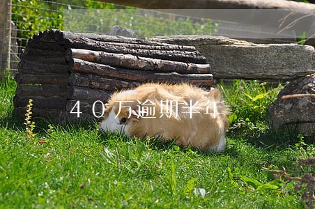 40万逾期半年 40万逾期半年