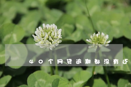 40个网贷逾期都没有还 40个网贷逾期都没有还