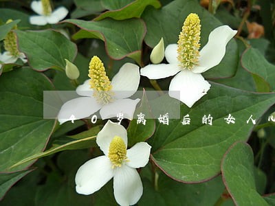 40岁离婚后的女人心理 40岁离婚后的女人心理