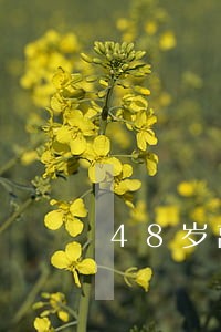 48岁离婚的老师 48岁离婚的老师
