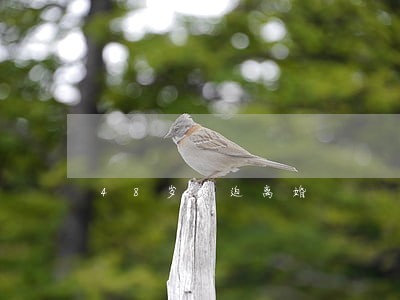 48岁被迫离婚 48岁被迫离婚