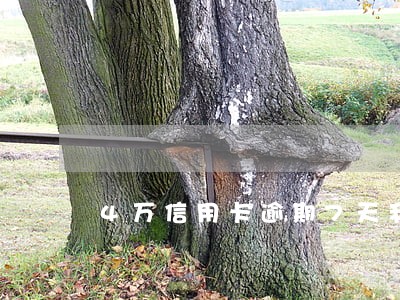 4万信用卡逾期7天利息是多少