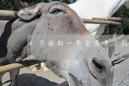 4万逾期一年会有多少利息 4万逾期一年会有多少利息