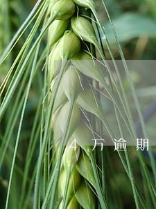 4万逾期一年利息要多少 4万逾期一年利息要多少