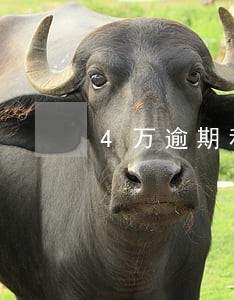 4万逾期利息