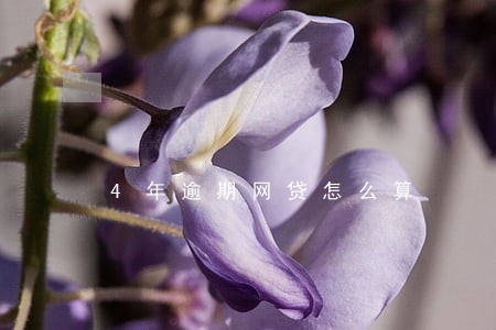 4年逾期网贷怎么算 4年逾期网贷怎么算