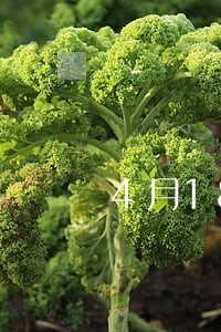 4月18日买保险逾期 4月18日买保险逾期