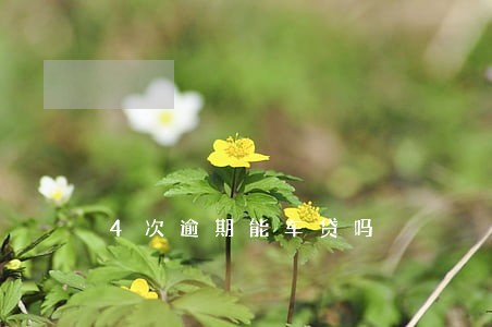 4次逾期能车贷吗 4次逾期能车贷吗
