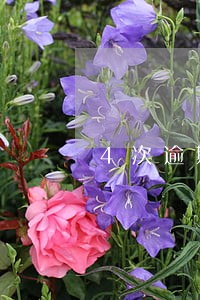 4次逾期还能买房吗