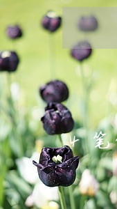 4笔贷款未逾期按揭 4笔贷款未逾期按揭