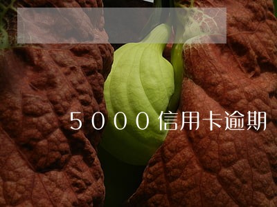 5000信用卡逾期 5000信用卡逾期