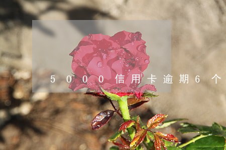 5000信用卡逾期6个月