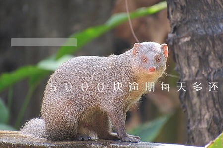 5000块逾期每天多还100 5000块逾期每天多还100