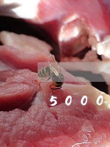 5000块钱逾期一天多少钱 5000块钱逾期一天多少钱