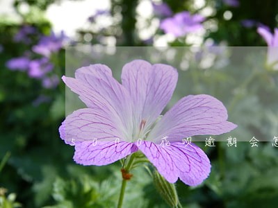 5000花呗逾期会怎样 5000花呗逾期会怎样