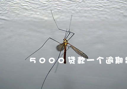 5000贷款一个逾期费多少钱 5000贷款一个逾期费多少钱