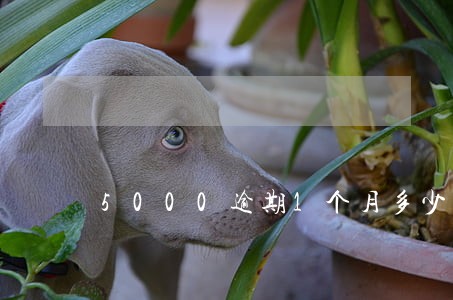 5000逾期1个月多少利息 5000逾期1个月多少利息