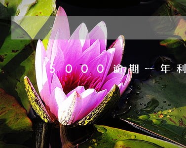 5000逾期一年利息 5000逾期一年利息